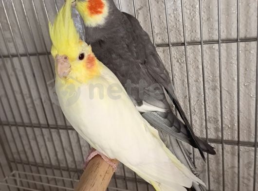 Çift Sultan Papağanı 