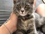 9 aylık british shorthair kedimi sahiplendirmek istiyorum 
