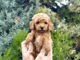 Tedyface Toy Poodle