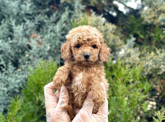 Tedyface Toy Poodle