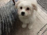 Eğitimli 2.5 Aylık dişi maltese terrier 