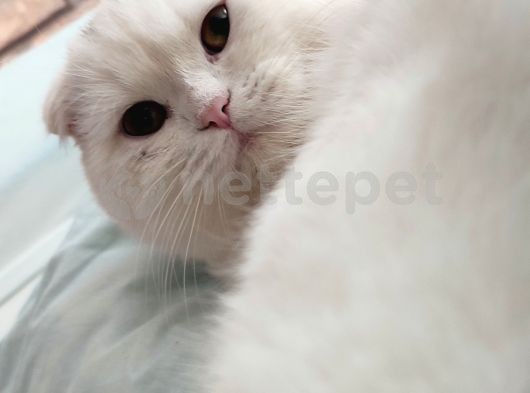 Scottish fold kedimizi çiftleştirmek