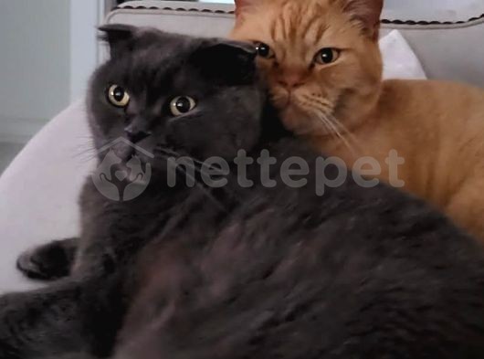 Scottish Fold British Shorthair Baba Oğul Ücretsiz Sahiplendirilecektir