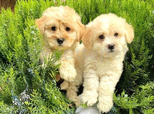 classified-image