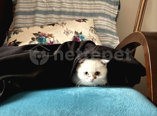 Dişi British shorthair odd eyes cins yavru kedi 2 aylık
