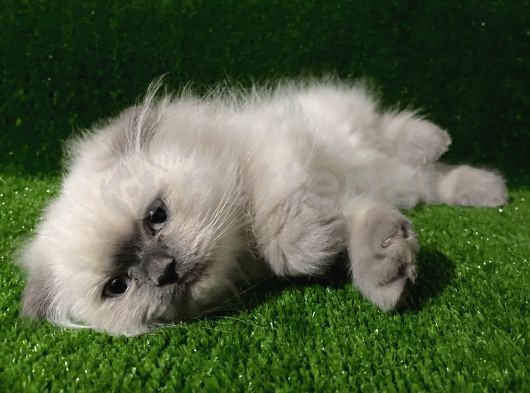 Blue Point Scottish Fold Longhair Yavrumuz