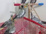 Yavru sultan papağanları 