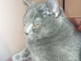 british shorthair erkek kedi