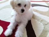 4 aylık maltese terrier