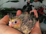 3 aylık sultan papağanı 