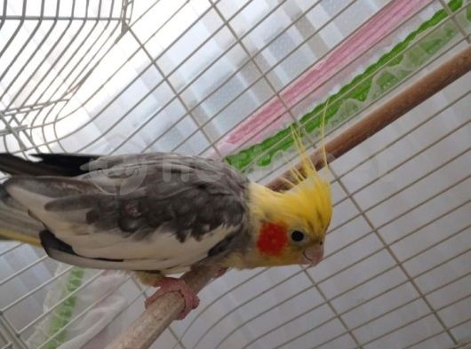 Sultan papağanı 2 yaşında 