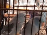 Çift Forpus papağanı 