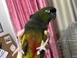 Eğitimli Patagon Papağan