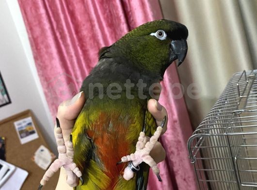 Eğitimli Patagon Papağan