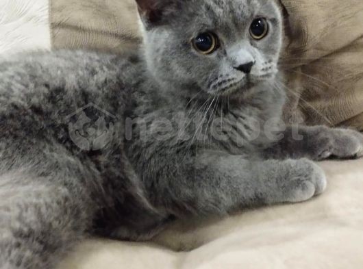 Brithis Shorthair kedi 6 aylık 
