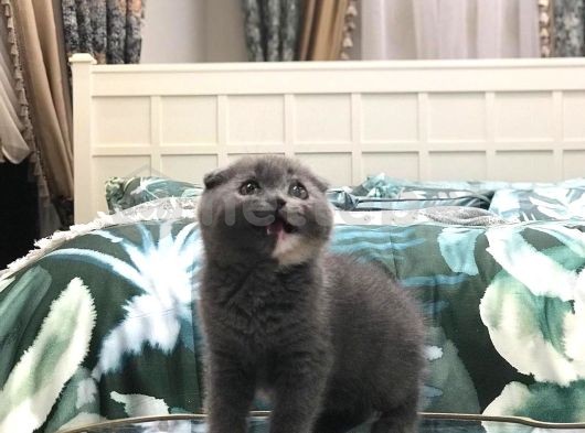 Bicolor Scottish Fold Yavrularımız 