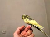 Yavru muhabbet kuşu