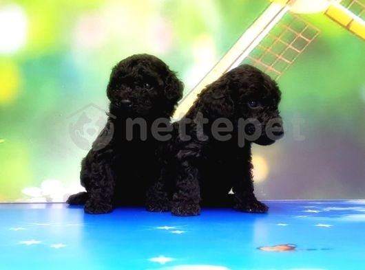 Siyah Toy Poodle Yavrular