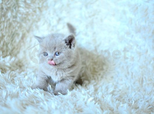 Baby face lilca british shorthair