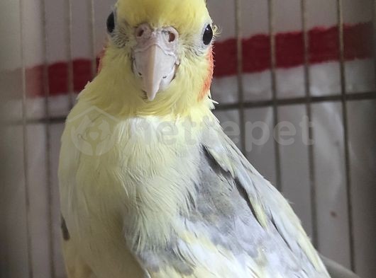  sultan papağanı 