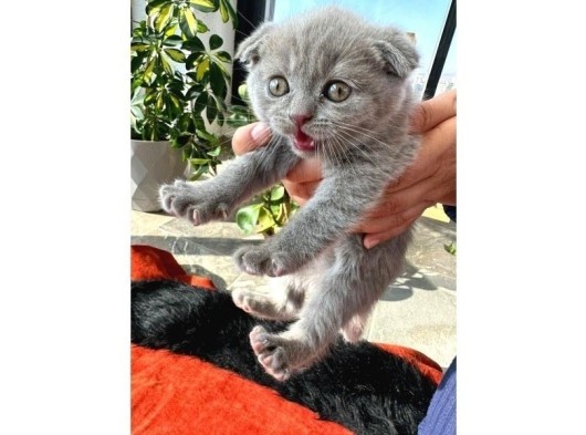 7 Haftalık, Ev Ortamında Büyümüş Orijinal Scottish Fold Yavrular