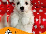 Maltese Terrier Sıfır Numara bebek yüz yavrularımız