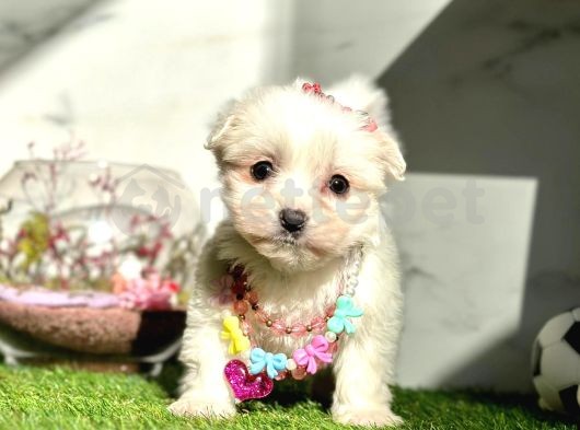 Kalite Tesadüf Degildir Maltese Terrier Kızımız