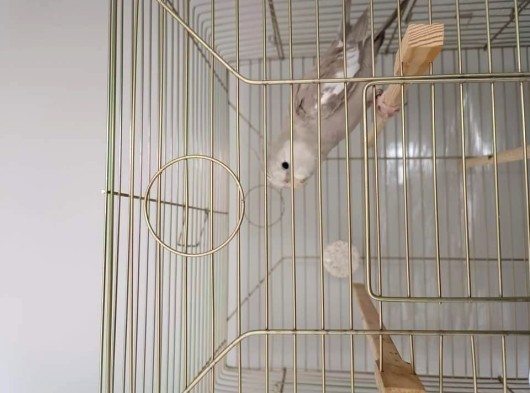 Kafesiyle verilecek 5 kelime Konuşan 8 aylık wf silver sultan papağani 