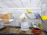 Dişi ve erkek muhabbet kuşu Ev Kuşu
