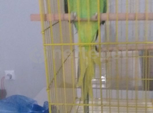 Pakistan papağanı 