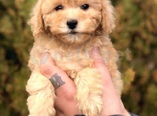 Tr Min En Güzel Toy Poodle Yavruları