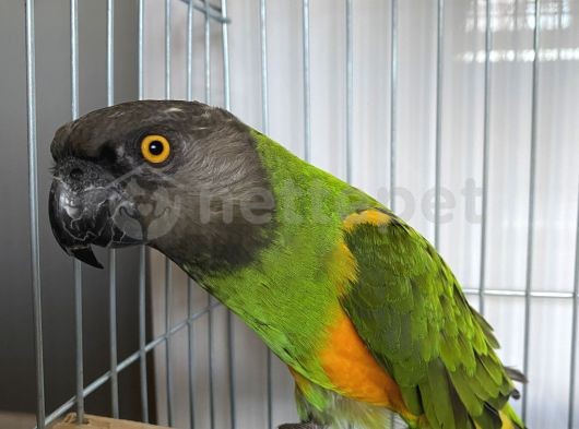 Büyük kafesiyle sağlıklı Senegal papağanı taklit yeteneği yüksek