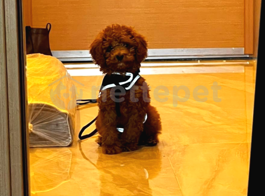 Kore Kanı Red Brown Toy Poodle Yavrumuz 