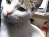 Yalova Armutlu'da yuvasız sevimli mi sevimli dişi kedi