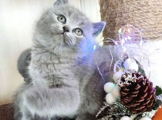 Sevimli British Shorthair Yavrularımız 