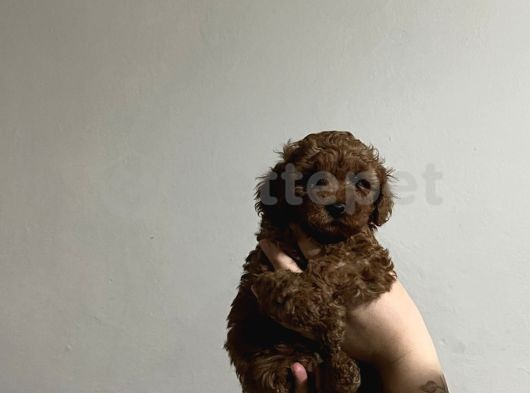 Toy poodle red brown 