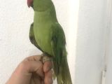 Pakistan papağanı 7 aylık olup ısırması yok  kanat ayarlı tüğ yapısı iyi ortama çabuk alışan sizi ilgi alaka ile anne baba bilecek sağlık drumu iyi Türkiye'