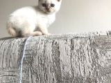 2.5 aylık Blue point kedi