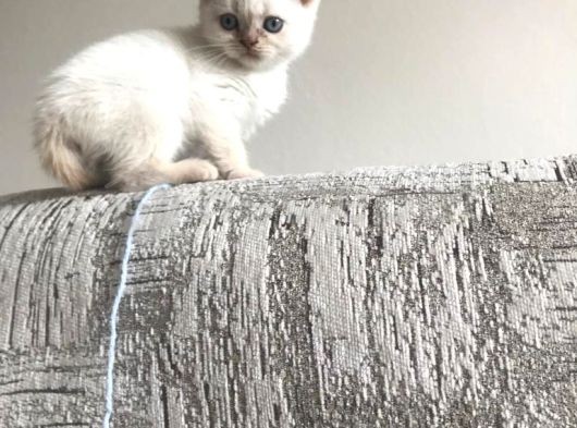 2.5 aylık Blue point kedi