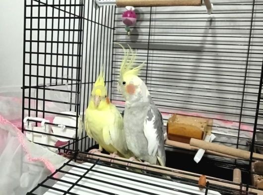 Çift sultan papağani