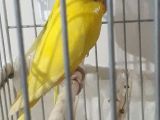 2 aylık erkek muhabbet kuşu