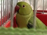3 aylık erkek pakistan papağanı 