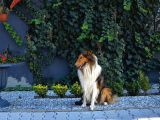Rough Collie (Lassie) Irk ve Sağlık Garantili Yavrularımız