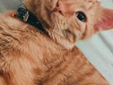 6 Aylık tekir kedi Sarı Krem