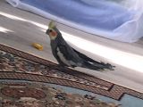 sahıbınden sultan papaganı 