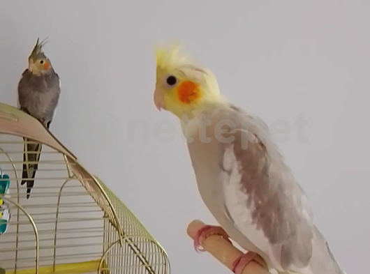 Papağan 