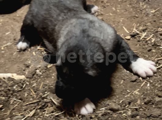 Kurtçu panter Kangal yavrusu 