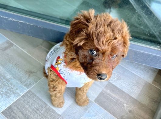 Toy Poodle Pasaportu Ve Aşıları Var