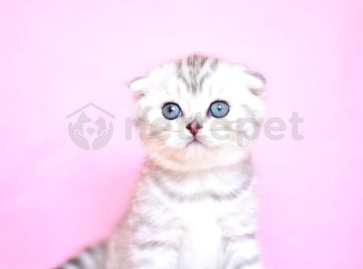 ASİL SOYDAN SILVER SCOTTISHFOLD