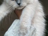 Scottish Fold Longhair Yavru Kedi